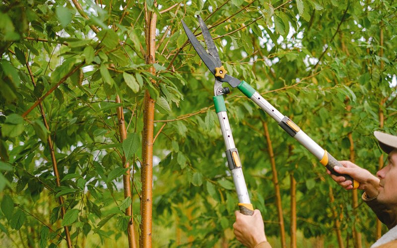 Tree trimming in Menomonie, WI